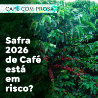Safra 2026 de Café está em risco?