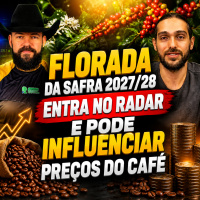 Florada da safra 2027/28 entra no radar e pode influenciar preços do café