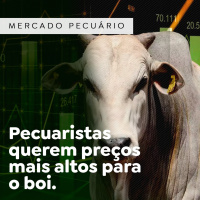 Pecuaristas querem preços mais altos para o boi