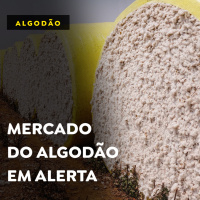 Preço do algodão deve continuar subindo