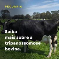 Saiba mais sobre a tripanossomose bovina