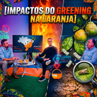 Os impactos do greening na safra de laranja do Brasil 