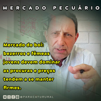 MERCADO PECUÁRIO