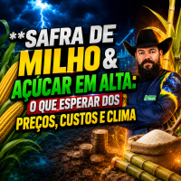Safra de Milho amp Açúcar em Alta: O Que Esperar dos Preços, Custos e Clima
