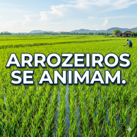Arrozeiros se animam com safra exportações podem ser o caminho 
