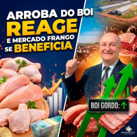 Arroba do Boi Reage e Mercado de Frango se Beneficia de Custos Baixos: confira a Análise 