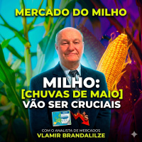  Milho chuvas de maio vão ser cruciais para a safrinha