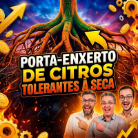 Porta-enxerto de citros tolerantes à seca 