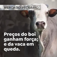 Preços do boi ganham força e da vaca em queda