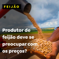 Produtor de feijão deve se preocupar com os preços? 
