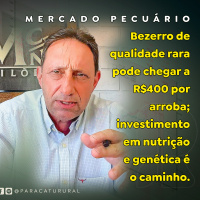 Bezerro de qualidade rara pode chegar a R$400 por arroba