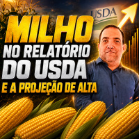 Milho no Relatório do USDA e a projeção de alta 