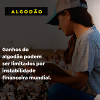 Ganhos do algodão podem ser limitados por instabilidade financeira mundial.