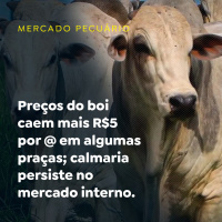 Preços do boi caem mais R$5 por @ em algumas praças calmaria persiste no mercado interno