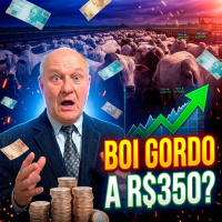 Boi Gordo a R$ 350? Mercado paulista enrosca e exportação bate 230 mil toneladas