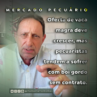 Oferta de vaca magra deve crescer, mas pecuaristas tendem a sofrer com boi gordo sem contrato