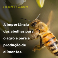 A importância das abelhas para o agro e para a produção de alimentos