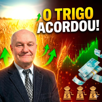 O Trigo acordou! Moinhos pagam mais e mercado interno ganha fôlego