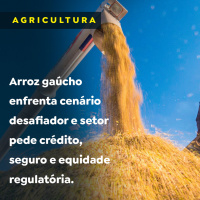 Arroz gaúcho enfrenta cenário desafiador e setor pede crédito, seguro e equidade regulatória