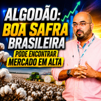 Algodão: boa safra brasileira pode encontrar Mercado em Alta 