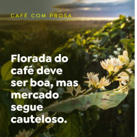 Florada do café deve ser boa, mas mercado segue cauteloso