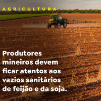 Produtores mineiros devem ficar atentos aos vazios sanitários de feijão e da soja