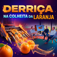 O processo de derriça na colheita da laranja