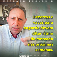 Bezerros e vacas para engorda devem ditar ritmo do mercado nas próximas semanas