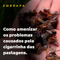EMBRAPA