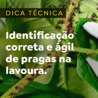 Identificação correta e ágil de pragas na lavoura
