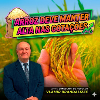  Arroz deve manter alta nas cotações em abril