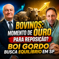 Bovinos: Momento de ouro para reposição? Boi gordo busca equilíbrio em SP