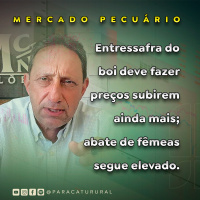 Entressafra do boi deve fazer preços subirem ainda mais abate de fêmeas segue elevado.
