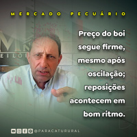 Preço do boi segue firme, mesmo após oscilação reposições acontecem em bom ritmo