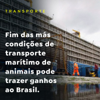 Fim das más condições de transporte marítimo de animais pode trazer ganhos ao Brasil
