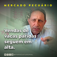 Vendas de vacas paridas seguem em alta