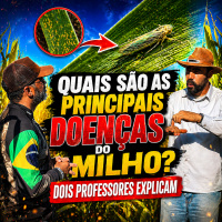  Quais são as principais doenças do milho Dois professores explicam