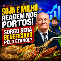 Soja e milho reagem nos portos! Sorgo será beneficiado pelo etanol?
