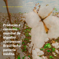 Produção e consumo mundial de algodão vão crescer? Brasil fecha parceria inédita