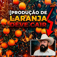 Produção de laranja deve cair no cinturão citrícola de SP e MG