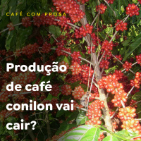 Produção de café conilon vai cair?