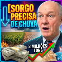 Sorgo em Minas e Goiás Precisa de chuva para garantir potencial de 8 milhões de toneladas.