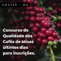 Concurso de Qualidade dos Cafés de MG - últimos dias para inscrições