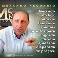 Mercado do boi: falta de fêmeas e animais prontos para engorda devem ajudar na disparada de preços