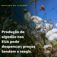 Produção de algodão nos EUA pode despencar preços tendem a reagir