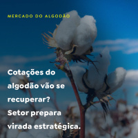 Cotações do algodão vão se recuperar? Setor prepara virada estratégica
