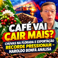 CAFÉ VAI CAIR MAIS? Chuvas na florada e exportação recorde pressionam – Haroldo Bonfá analisa
