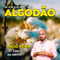 Preços do algodão devem crescer em 2026 e 27.