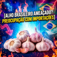 Alho brasileiro ameaçado? Produtores do Alto Paranaíba mostram preocupação com importações
