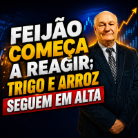 Feijão começa a reagir Trigo e arroz seguem em alta